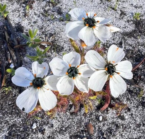 Drosera cistiflora flowers